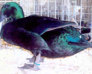 Cayuga Duck