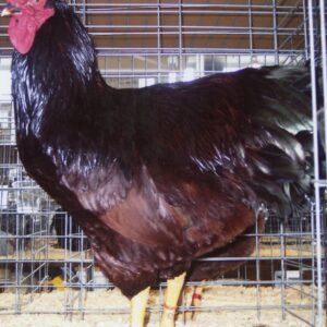 Cherry Eggers Chicken