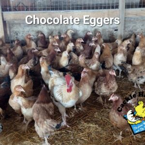 Chocolate Egger™ Chicken