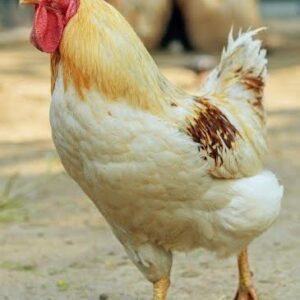 Cinnamon Queen™ Chicken