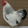 Columbian Rock Bantam