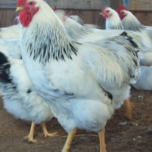 Columbian Rock Chicken