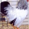 Columbian Wyandotte Chicken