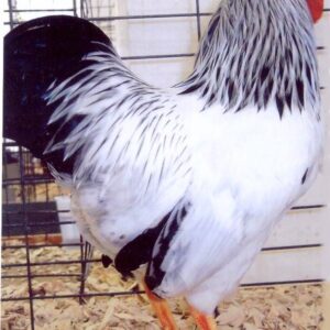 Columbian Wyandotte Chicken