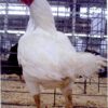 Cornish Bantams