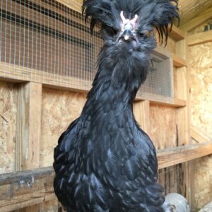 Crevecoeur Chickens
