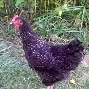 Cuckoo Marans Started Pullet