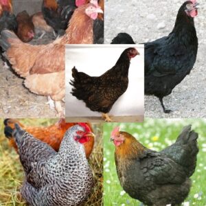 Dark Brown Egg Female Surplus