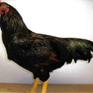 Dark Cornish Chicken