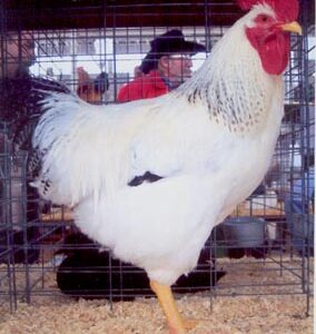 Delaware Chicken