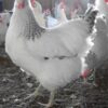 Delaware Started Pullet
