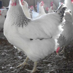 Delaware Started Pullet