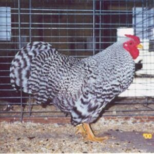 Dominique Bantam