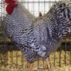 Dominique Chicken