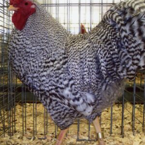 Dominique Chicken