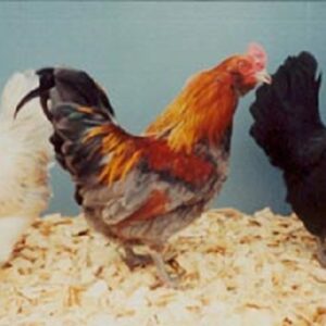 Easter Egger Bantam