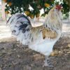 Easter Egger Chicken