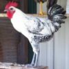 Egyptian Fayoumis Chicken