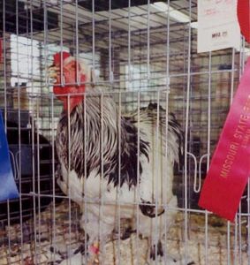Exhibition Light Brahma Chicken