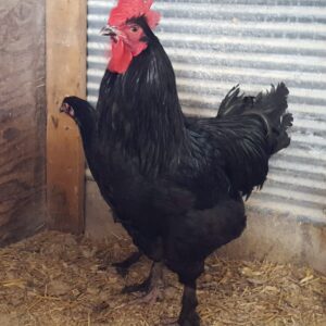 French Black Marans Chicken