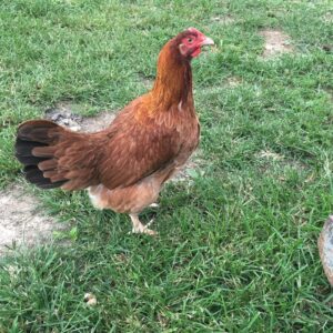 French Black Tail Buff Marans Chicken