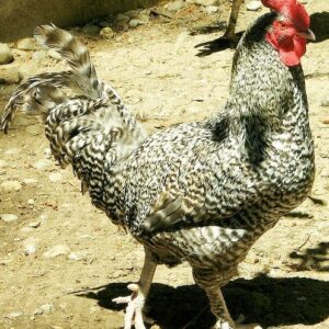 French Cuckoo Marans Chicken