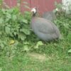 French Pearl Guinea Fowl