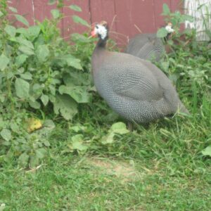 French Pearl Guinea Fowl