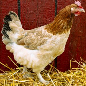 French Wheaten Marans Chicken