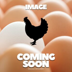 French White Marans Chicken