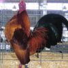 Ginger Red Old English Game Bantam