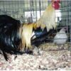 Golden Duckwing Phoenix Standard Chicken