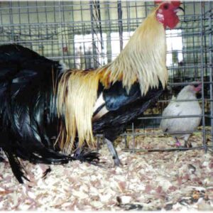 Golden Duckwing Phoenix Standard Chicken