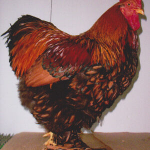Golden Laced Cochin Standard Chicken