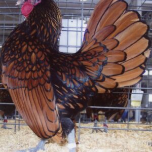 Golden Sebright Bantam