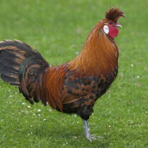 Golden Spangled Appenzeller Spitzhauben Chicken