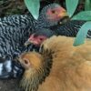 Hatchery Choice Bantam Female Deal - 10