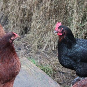 Hatchery Choice Brown Egg Females