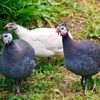 Hatchery Choice Guinea