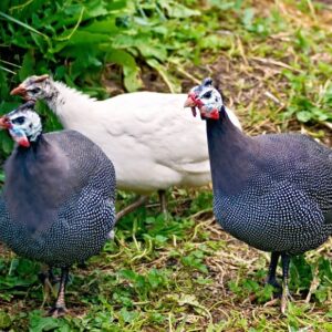 Hatchery Choice Guinea