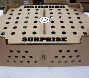 Hatchery Surprise