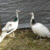India Blue Silver Pied Peafowl Pair