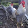 Isabella Leghorn Chicken