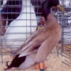 Khaki Campbell Duck
