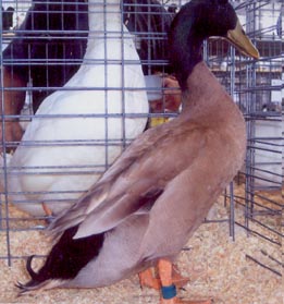 Khaki Campbell Duck