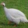 Lavender Guinea Fowl