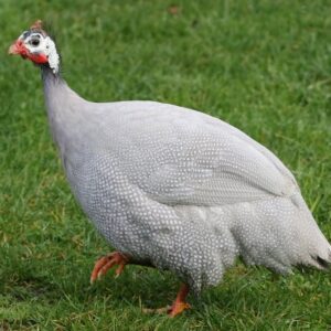 Lavender Guinea Fowl