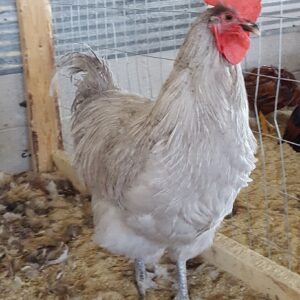 Lavender Orpington Chicken