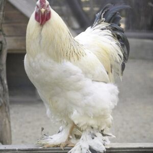 Light Brahma Chicken