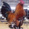 Mille Fleur d'Uccles Bantam